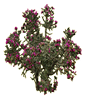 cholla cactus