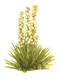 yucca